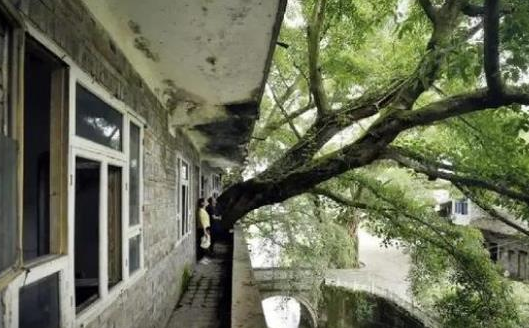 重庆400年老树穿楼生长是真的吗？