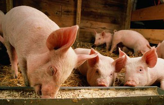 广东雷州发生一起猪口蹄疫疫情是怎么回事？