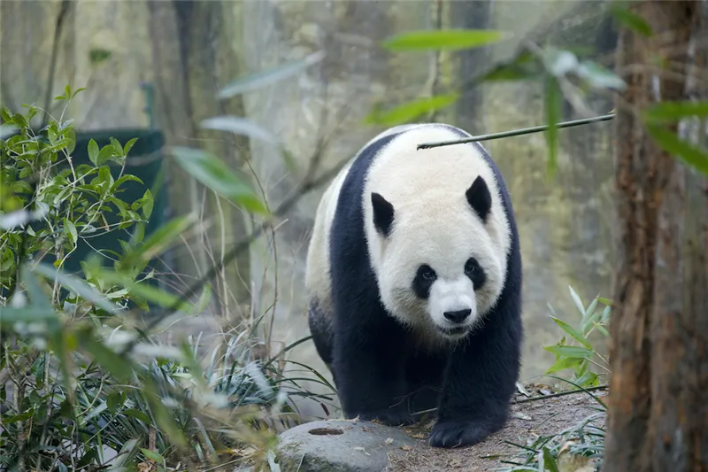 陕西发现一野生大熊猫在河边死亡，大熊猫死后尸体会被如何处理？