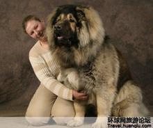 最大的狗是什么狗