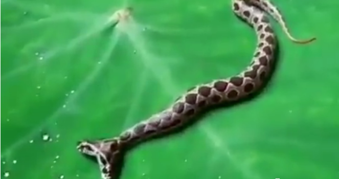 双头罗素蝰蛇一般在哪里生存，遍布在哪些国家？