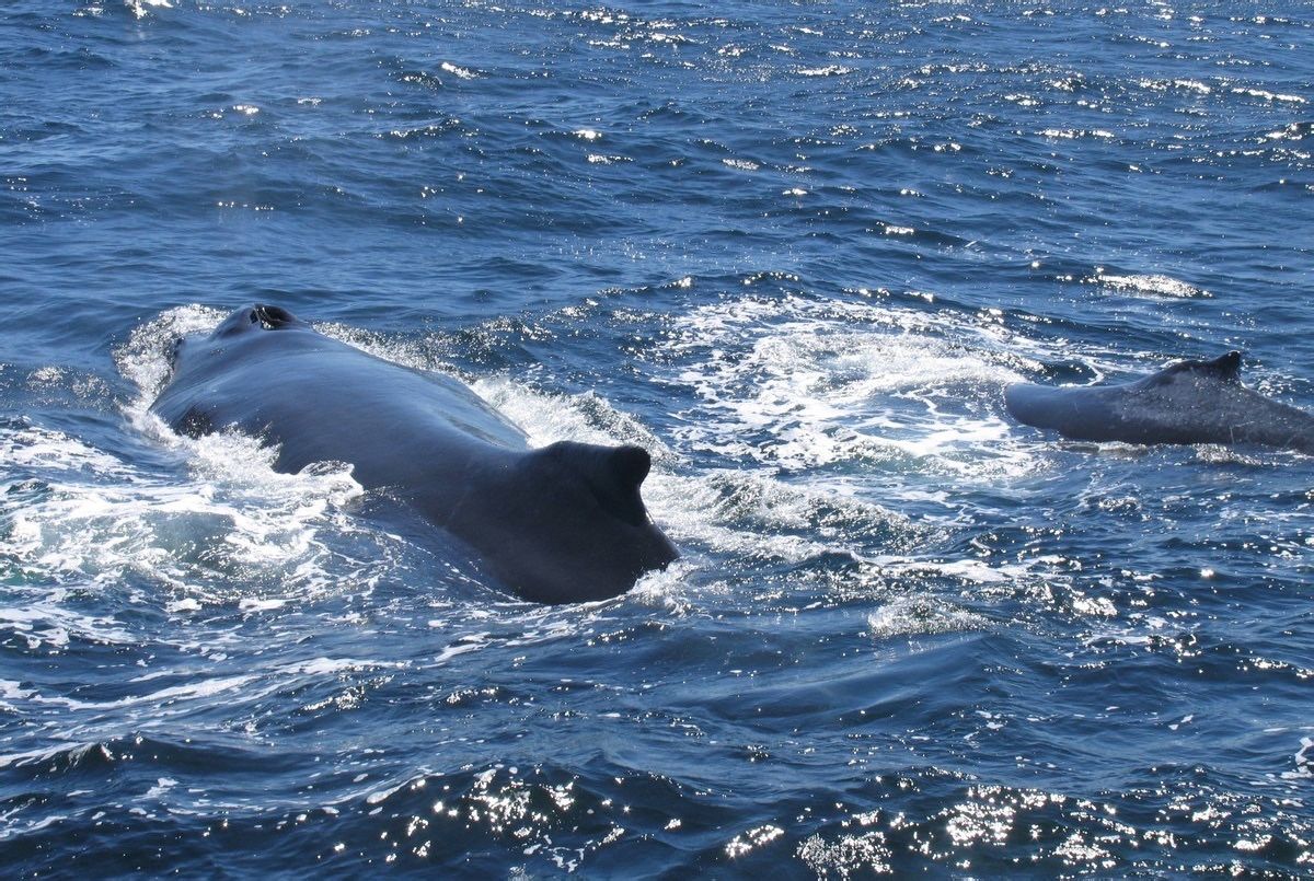 日本捕捕获1430吨鲸肉，捕杀鲸鱼对海洋生态系统有什么影响？