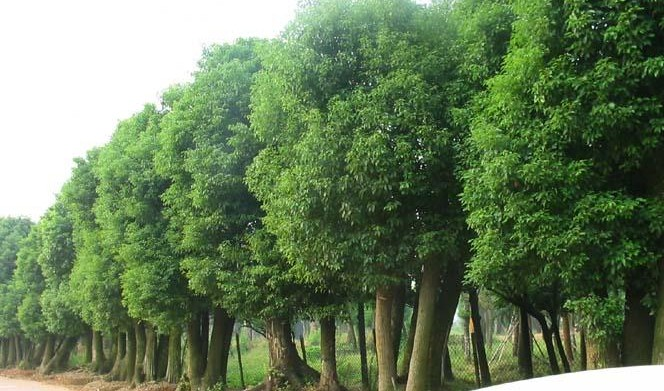 上海男子修剪自己买的香樟树竟被罚14万，这样的处罚合理吗？