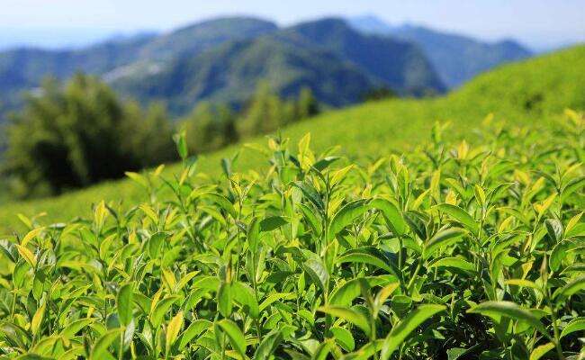 高山茶是什么茶？属于什么茶？