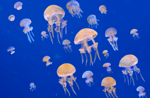 浮游生物是什么?对人类有害吗?