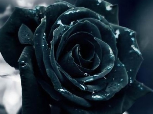 黑玫瑰是什么寓意