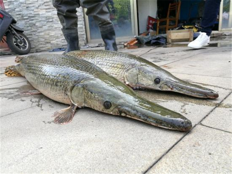 佛山一公园发现2条鳄雀鳝，湖里小鱼都被吃光！对生态有何危害？