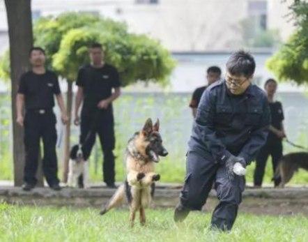 中国刑警学院竞售54只淘汰受训犬，这些受训犬是为何被淘汰的？