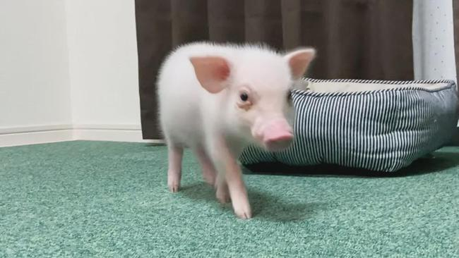日本网友直播养宠物猪100天后，把猪做成烤乳猪吃掉，你对此事有何看法？