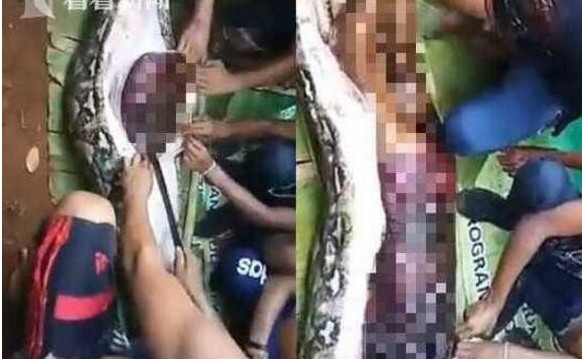 印尼巨蟒吞噬女子是真事吗？