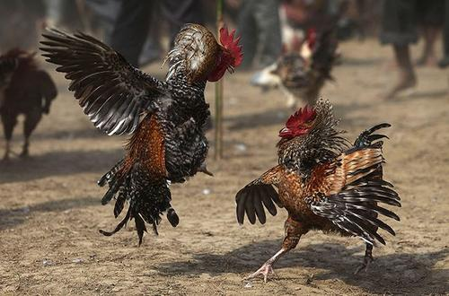 印度公鸡逃离斗鸡比赛时用刀刺死主人，斗鸡在印度合法吗？
