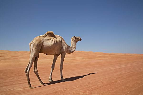 澳大利亚一农民3小时内射杀113头骆驼，此行为是否违法？