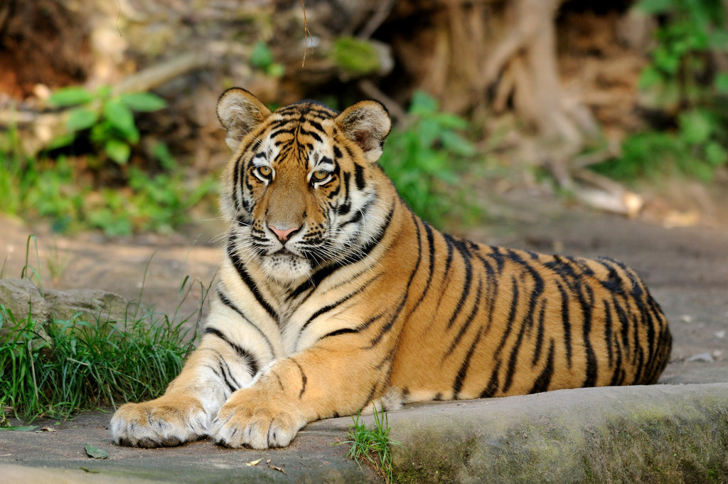 世界上体型最大的老虎是哪一种