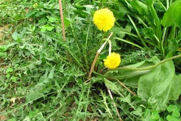 哪种植物被称为黄花地丁婆婆丁
