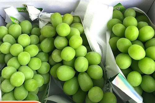 韩国果农偷种日本“微醺”葡萄被捉，同是种葡萄为何说是偷?