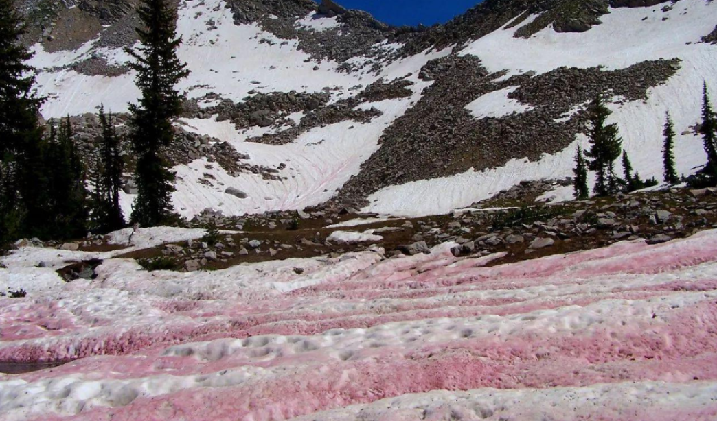 阿尔卑斯山竟出现粉色冰川，这是什么原因造成的？