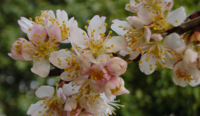 樱桃花开的诗句有哪些？