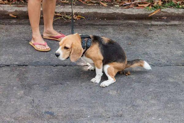 济南拟规定遗弃犬只罚款两千元，你支持此项规定吗？
