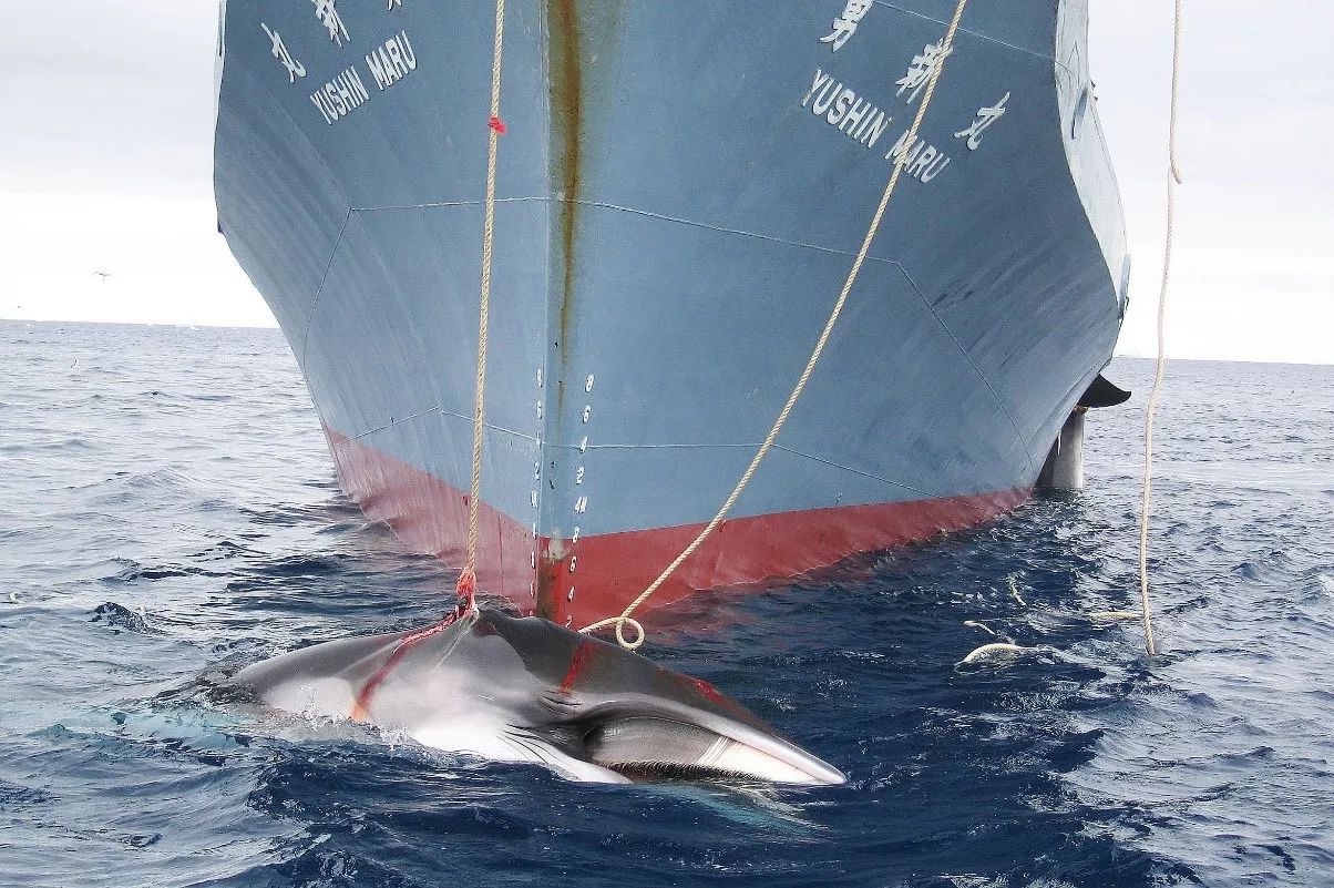 日本捕鲸船捕获1430吨鲸肉，日本捕杀哪些种类的鲸鱼？