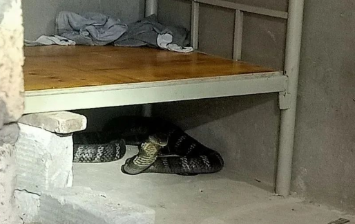 广东惠城区现14斤眼镜王蛇，家里进蛇了究竟该怎么办？