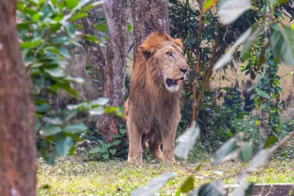 据报道，印度一动物园8头狮子确诊新冠，这些狮子现在有哪些症状？
