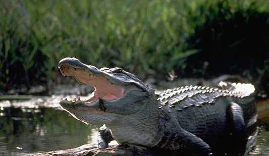 alligator用英文怎么读