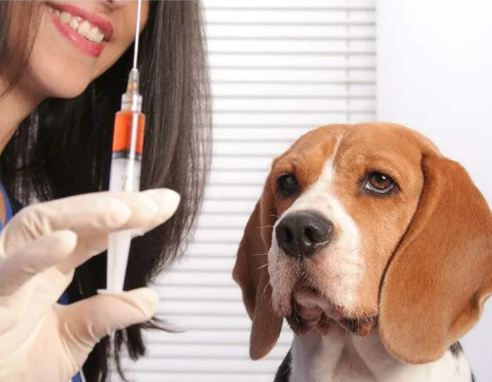 狗狗打完疫苗多久能洗澡