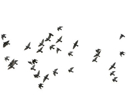 庆祝大会首次放飞10万羽和平鸽，这些和平鸽从何而来？