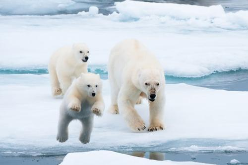 北极恐面临夏季无冰，北极的动物们将何去何从？