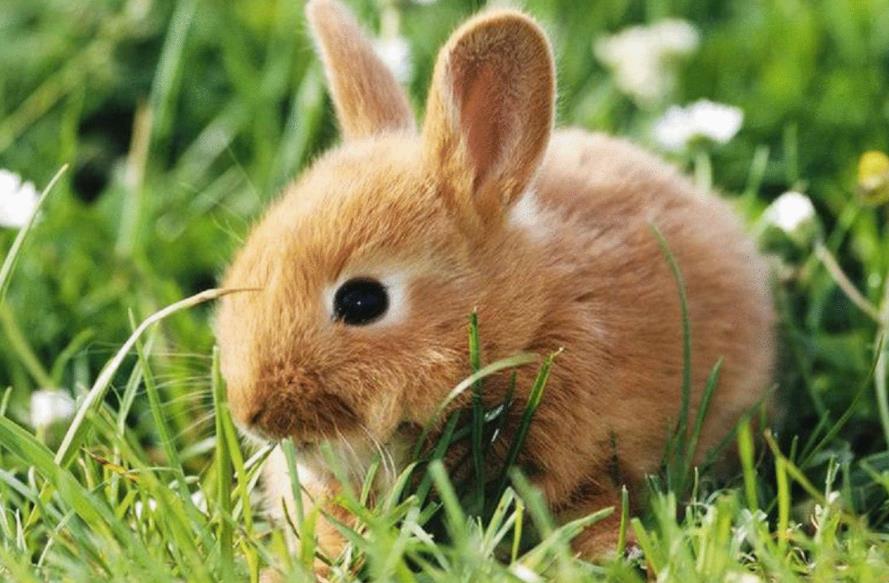 兔子是什么类动物