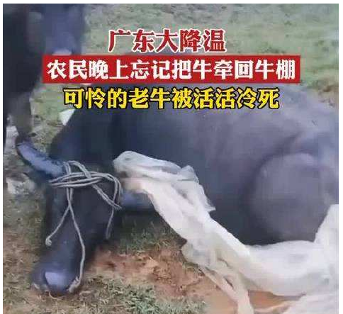 广东气温呈现断崖式下降，有牛被活活冻死，导致广东气温低的原因是什么？