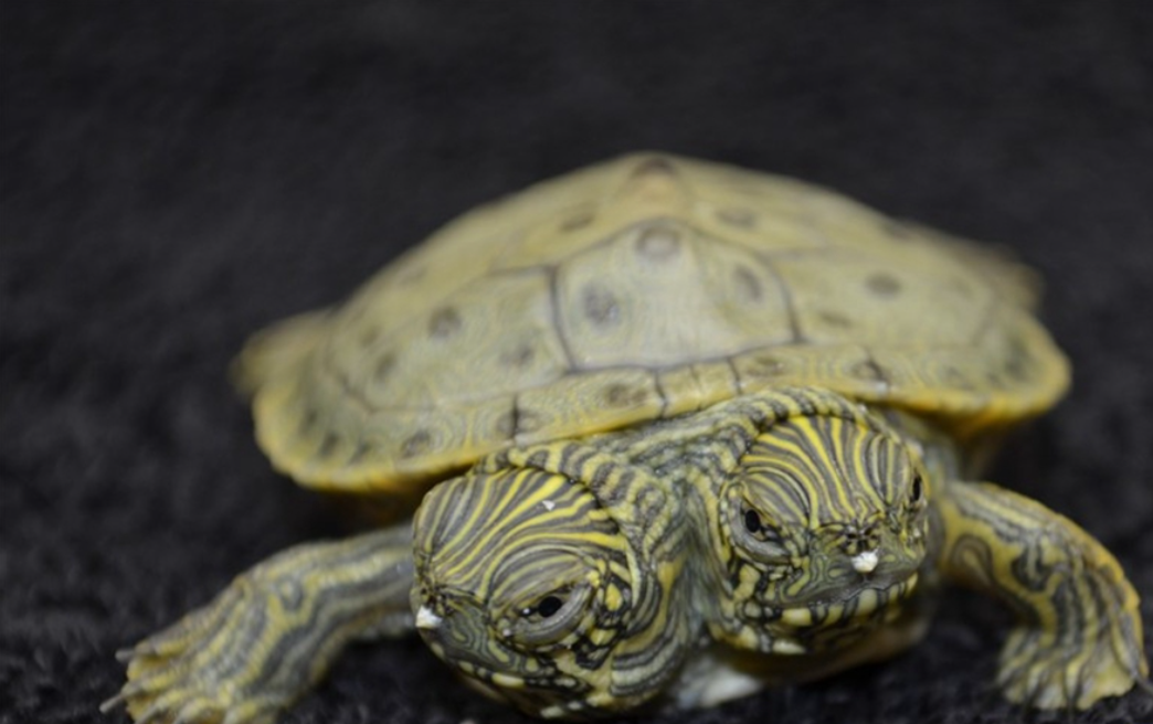 罕见基因突变，日本惊现双头龟，这是受核辐射影响吗？