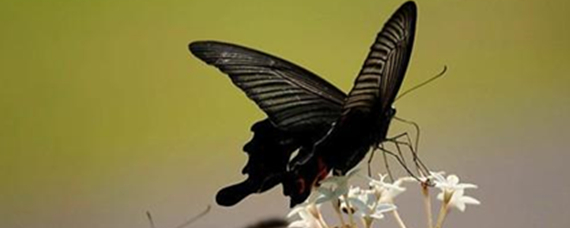 黑蝴蝶代表什么意思？