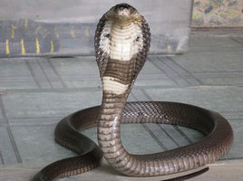 各种常见的毒蛇图片；要求给出每一条蛇的毒性，生活习性加以解释。