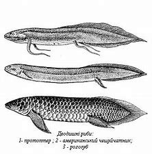 美洲肺鱼和非洲肺鱼是近亲吗？