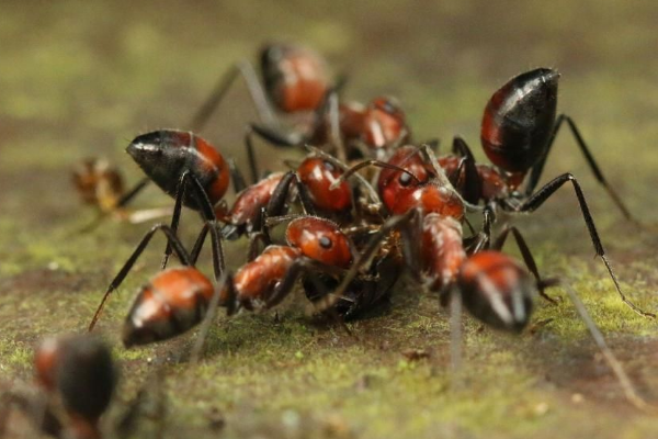 蚂蚁最怕什么味道？为什么？
