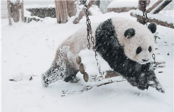 天津一大熊猫见到积雪，兴奋地上蹿下跳，如何从心理学方面看待它的举动？