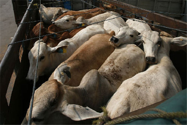 澳大利亚牛肉企业检出禁药，我们是否还应从澳进口牛肉？