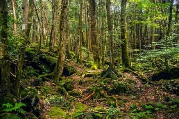 日本青木原森林，为何被称为是世界上最阴森的森林迷宫？