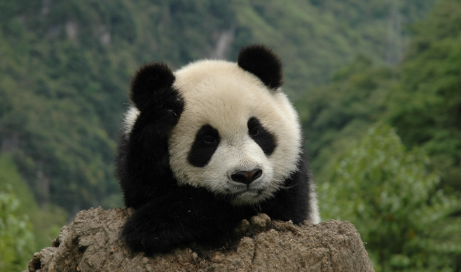 为什么外国人这么喜欢熊猫？