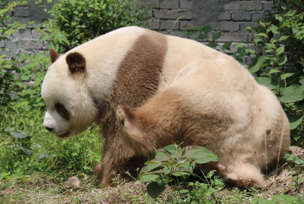 秦岭第十次发现野生棕色大熊猫，棕色大熊猫很稀有吗？