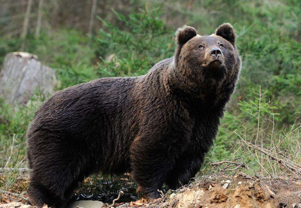 四川3村民被黑熊咬死，在野外遇见黑熊如何求生？