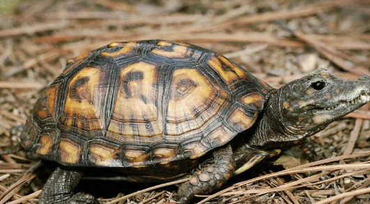 武汉大学生返校发现乌龟变龟壳，这是怎么回事？