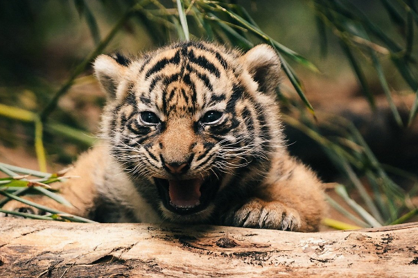 虎妈妈不喂奶，烟台动物园找狗喂虎崽，小老虎的食量有多大？