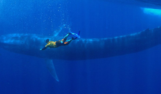 世界上最大的生物是什么？比蓝鲸还大三倍吗？