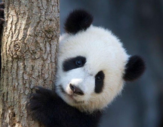 ◆大熊猫是猫吗? ◆大熊猫生活在什么地方? ◆大熊猫为什么被视为中国的国宝?