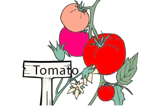 西红柿的英语怎么读