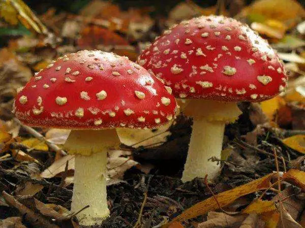 迷幻蘑菇的鉴别