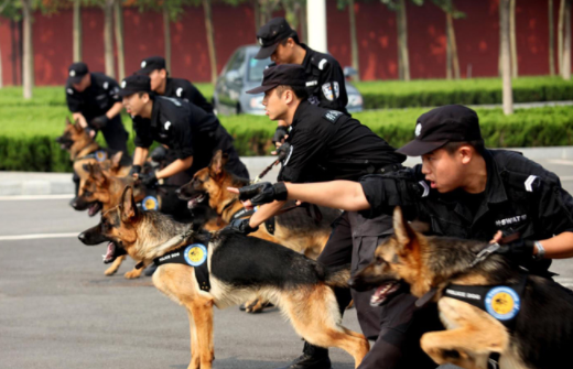 中国警犬是什么品种