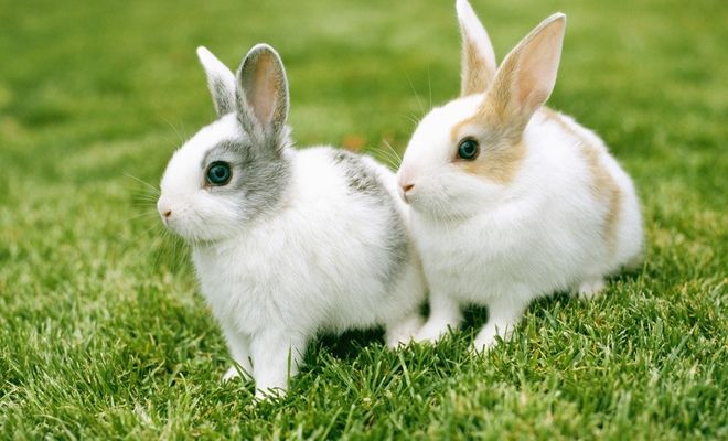 兔子的生活习性有什么特点？